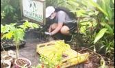 Daniella Fagota. working at Finafianu Plant Nursery