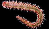 Those who saw the fireworm swarms in Laulii told Samoa News that the worms were spotted during the early evening hours, and their appearance caused a little excitement as, for a brief moment, it was thought that a palolo swarm had arrived unexpectedly.  [Courtesy photo]