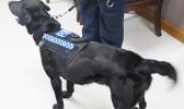 GOOD girl: Flame the black Labrador is Samoa’s newest detector dog. [Samoa Observer]
