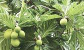  Breadfruit [hoto: Jim Wiseman]