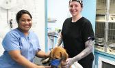 Dr. Kathleen Riley and Saiata Vaeoso treating a dog.