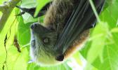 Samoan fruit bat 