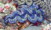 giant blue clams