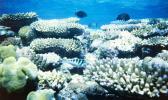  The Great Barrier Reef is the world's largest coral structure and home to rich marine life. 