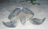 GREEN SEA TURTLE
