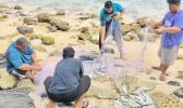 Atule catch