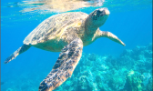GRREN SEA TURTLE