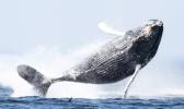 [photo: NOAA National Marine Sanctuaries]