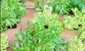 A look at some of the beautiful lettuce that was produced during the six-week hydroponics gardening course hosted by the American Samoa Coalition Against Domestic & Sexual Violence (ASCADSV). [photo: courtesy]