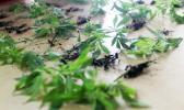 Similar to marijuana plants were confiscated during a drug raid in Satapuala [Samoa Observer file photo]. 