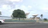 The only tree in that part of the park, a mature native tree within the designated construction site for the amphitheater, is slated to be cut down [photo: Asi Andrew Fa'asau} The only tree in that part of the park