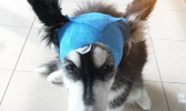 dog with bandage on head
