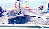 Killer shark on boat in New Caledonia