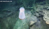 A shape-shifting Deepstaria jelly had a small crustacean living inside its body. 