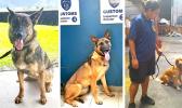 Smugglers beware! Treasury Department's Customs Division has a new trio of "super sniffers" on the prowl. The four-legged agents are the newest members of the Customs K9 unit, which monitors the territory's points of entry. Prior to the trio's arrival last month, Customs only had a set of 4 drug-sniffing dogs. But now they have Kely, specializing in sniffing out firearms; Kinga, trained to detect explosives; and Ruca, a golden retriever trained to sniff out illegal drugs. [photo: Blue Chen-Fruean]