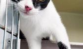 a kitten provided with free sterilization surgery by the Department of Agriculture Veterinary Clinic last month.