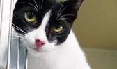 Black and white kitten