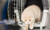 Kitty in carrier crate