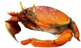 Kona crab drawing. 