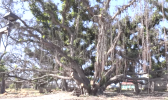Lahaina banyan tree