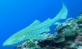 Leopard Shark