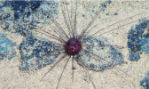 NODULE HABITATS