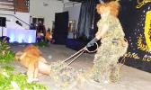 Two students dressed as lions
