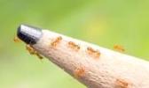 Little Fire Ants shown on tip of a pemcil to show the size.