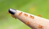 Little fire ants on pencil