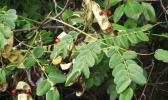 Lopa tree 