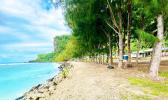 Line of toa trees near the coastline of Faleāsao Village.