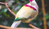 Many-colored Fruit Dove