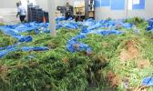 The marijuana raided from Faleatiu