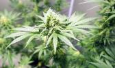 Marijuana plants