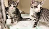 two kittens