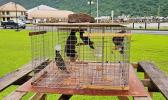Myna birds inside trap located on the Fagatogo Malae, in front of the DPS Central Station