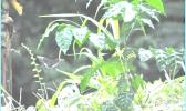 Samoan swallowtail butterfly