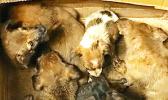 BOX OF ABONDONED PUPPIES