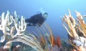 PROPOSED MARINE RESERVE