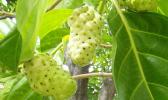 Noni fruit