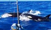 Orca off the coast of Savai'i, Samoa.