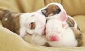 THREE SMALL PUPPIES
