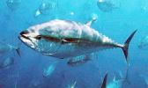 Pacific bluefin tuna.