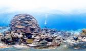 Big Momma coral reef