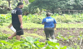 Disposing of the affected produce