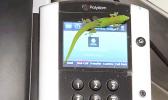 This Oct. 3, 2018, photo provided by The Marine Mammal Center hospital director Claire Simeone shows a gecko on a phone at the center in Kailua Kona, Hawaii. The gecko is the culprit in making numerous calls in the phones' recent call history with his tiny feet. (Clair Simeone/The Marine Mammal Center via AP) gecko on a phone at the center in Kailua Kona, Hawaii