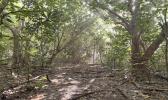 Scene along the Pola Trail