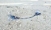 Portuguese Man-Of-War jellyfish