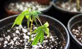 A small marijuana plant in a garden pot.