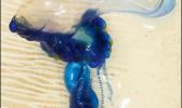 Portuguese Man-of-War on a beach. 